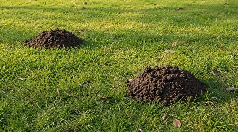 Kako se rešiti krtica u dvorištu i bašti